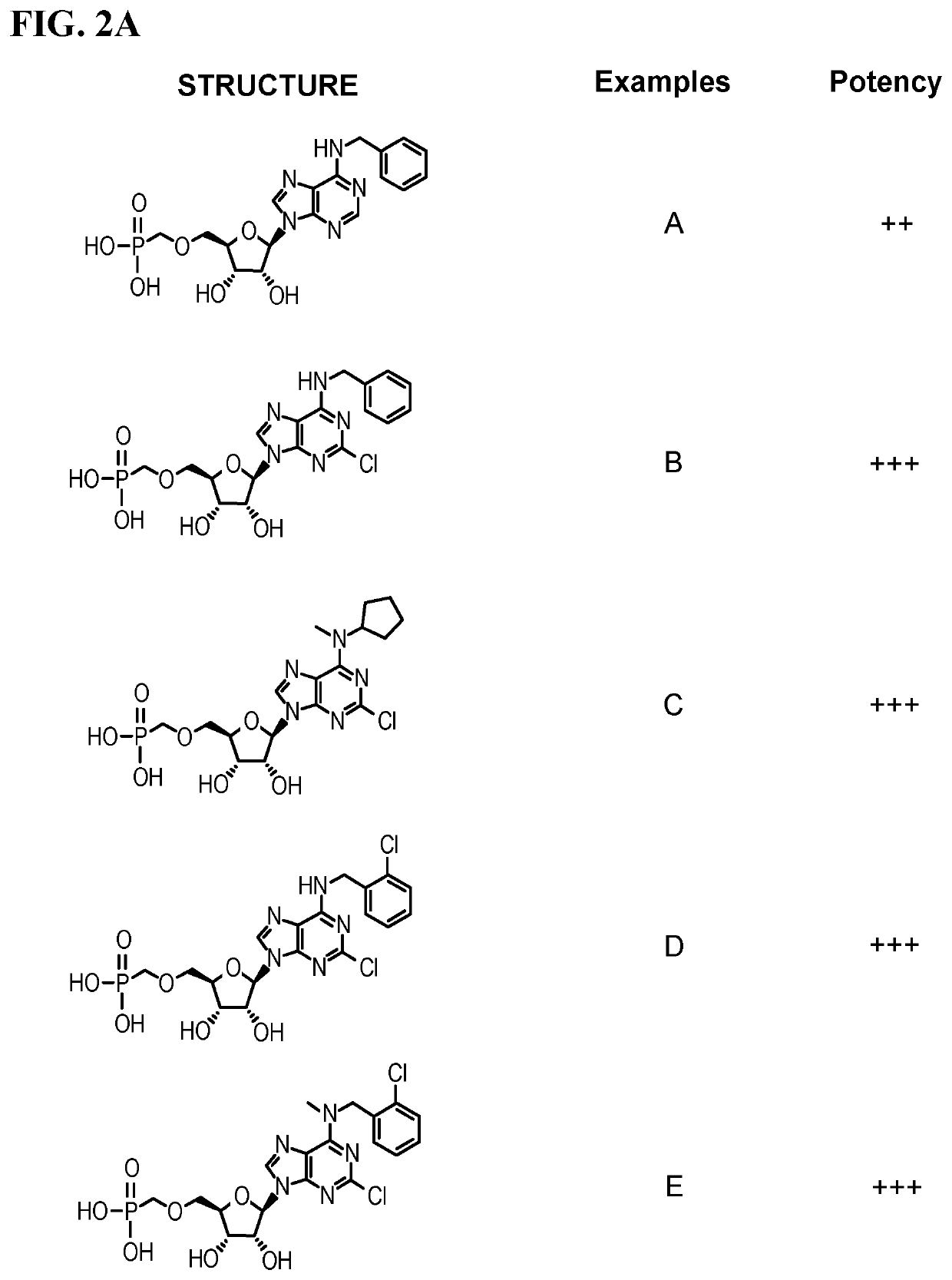 Inhibitors of adenosine 5'-nucleotidase