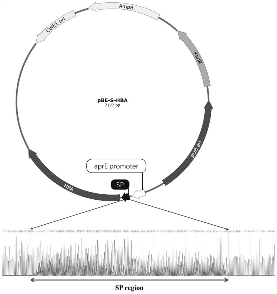 High-throughput screening method of signal peptide library based on fluorescent probe Rho-IDA-CoII