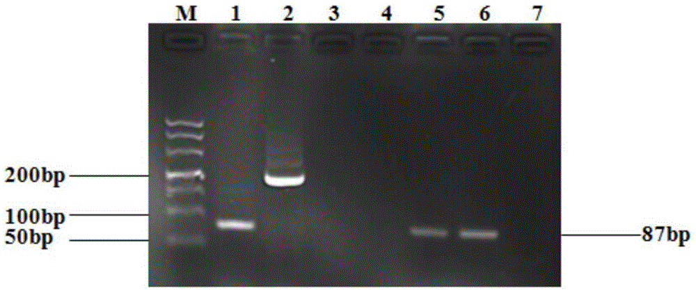 Detection method, primer pair and kit for chicken-original STING (stimulator of interferon genes) fluorogenic quantitative PCR (polymerase chain reaction)