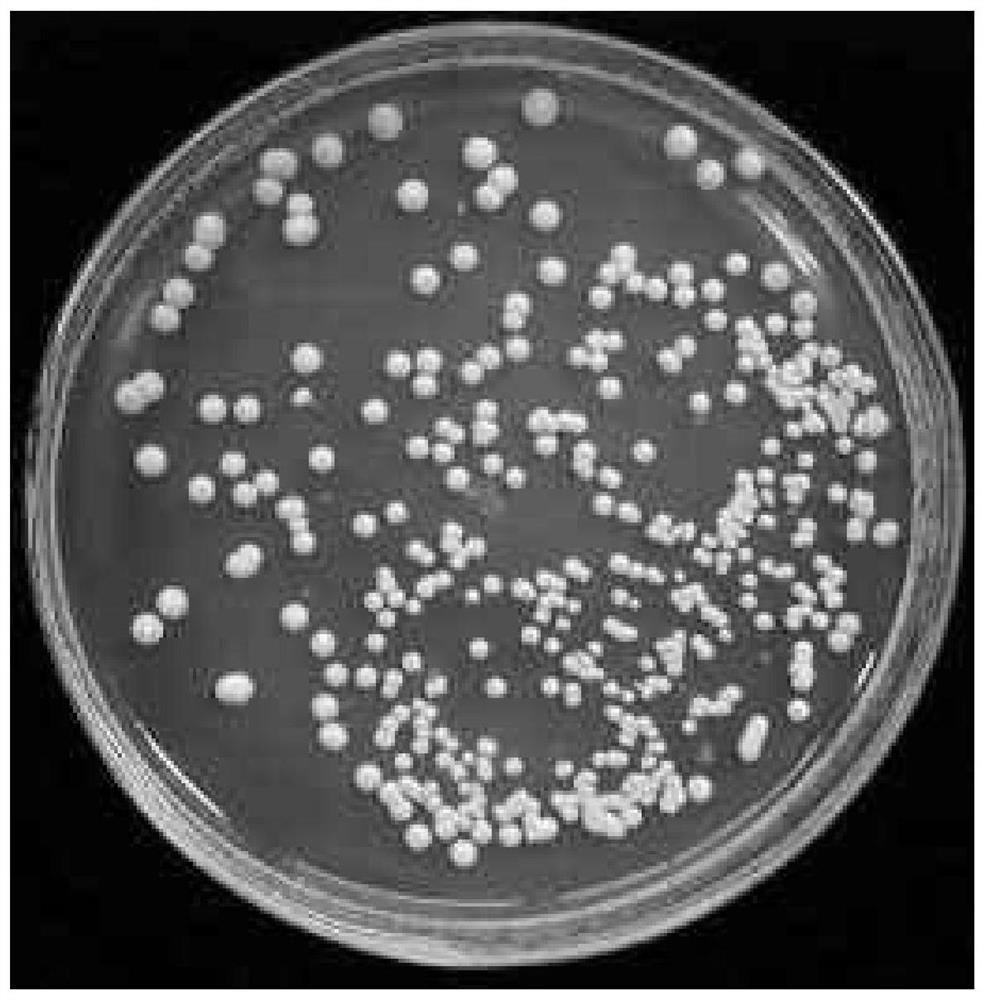 A method for automatic positioning and identification of target colonies