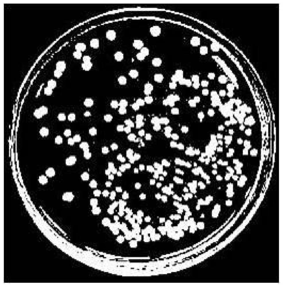 A method for automatic positioning and identification of target colonies