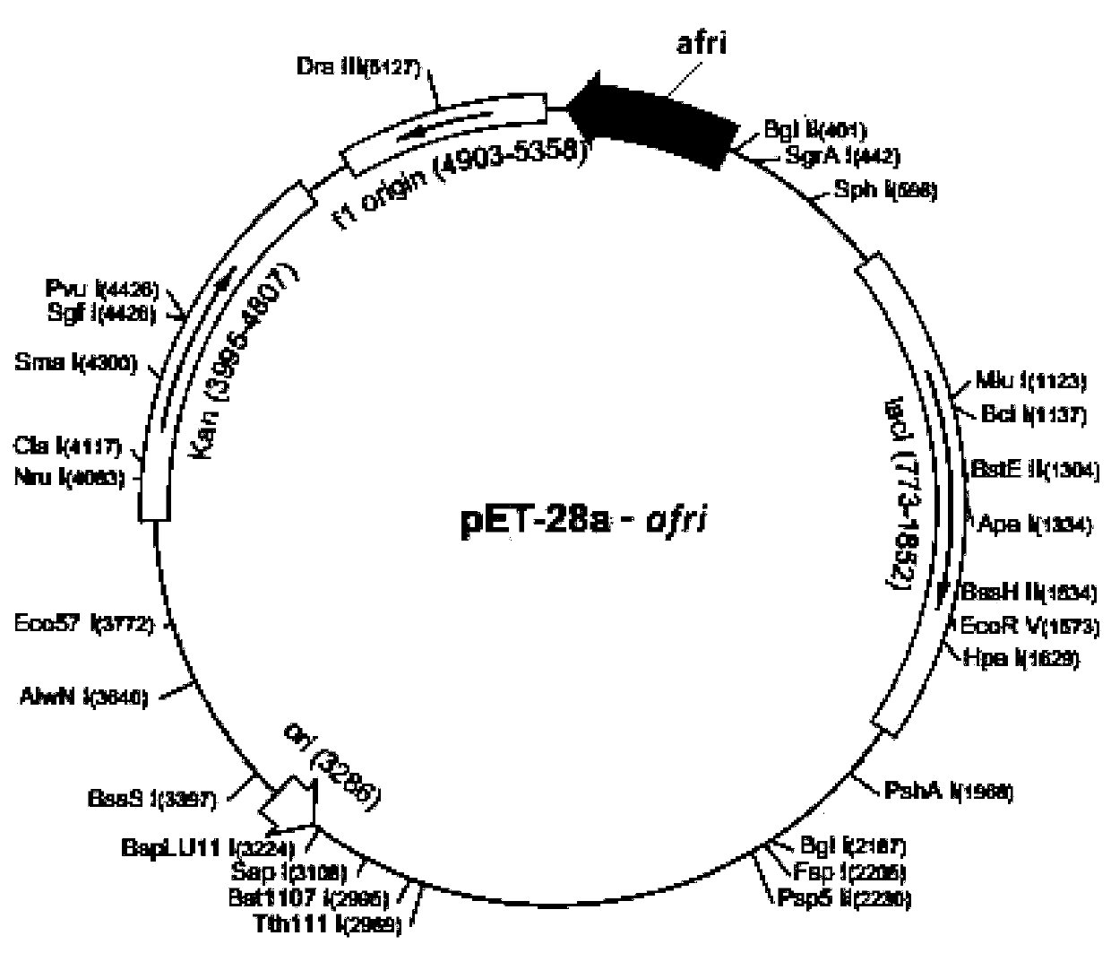 L-ribose isomerase and application thereof in biological preparation of L-ribose