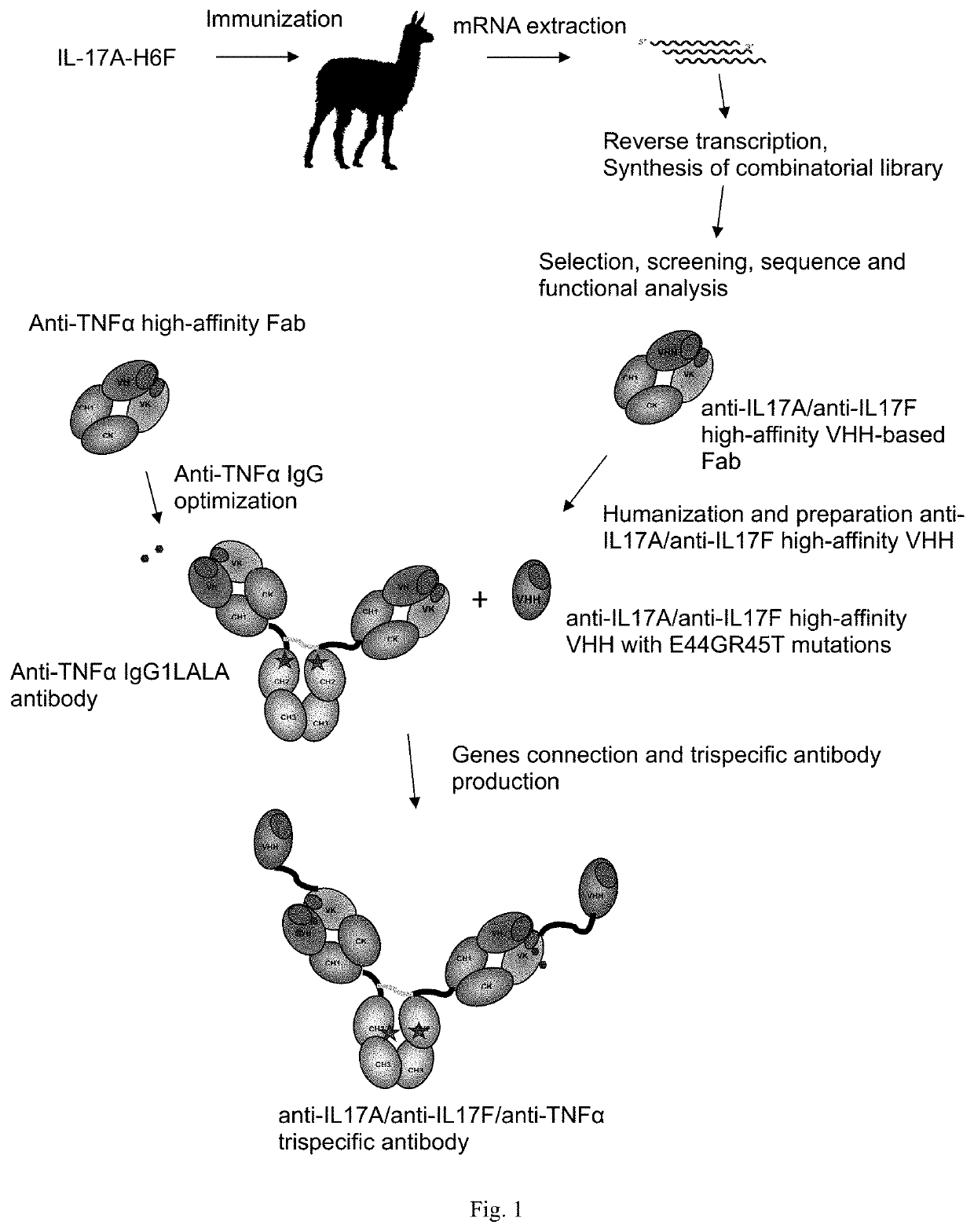 Trispecific antibodies against il-17a, il-17f and other pro-inflammatory molecule