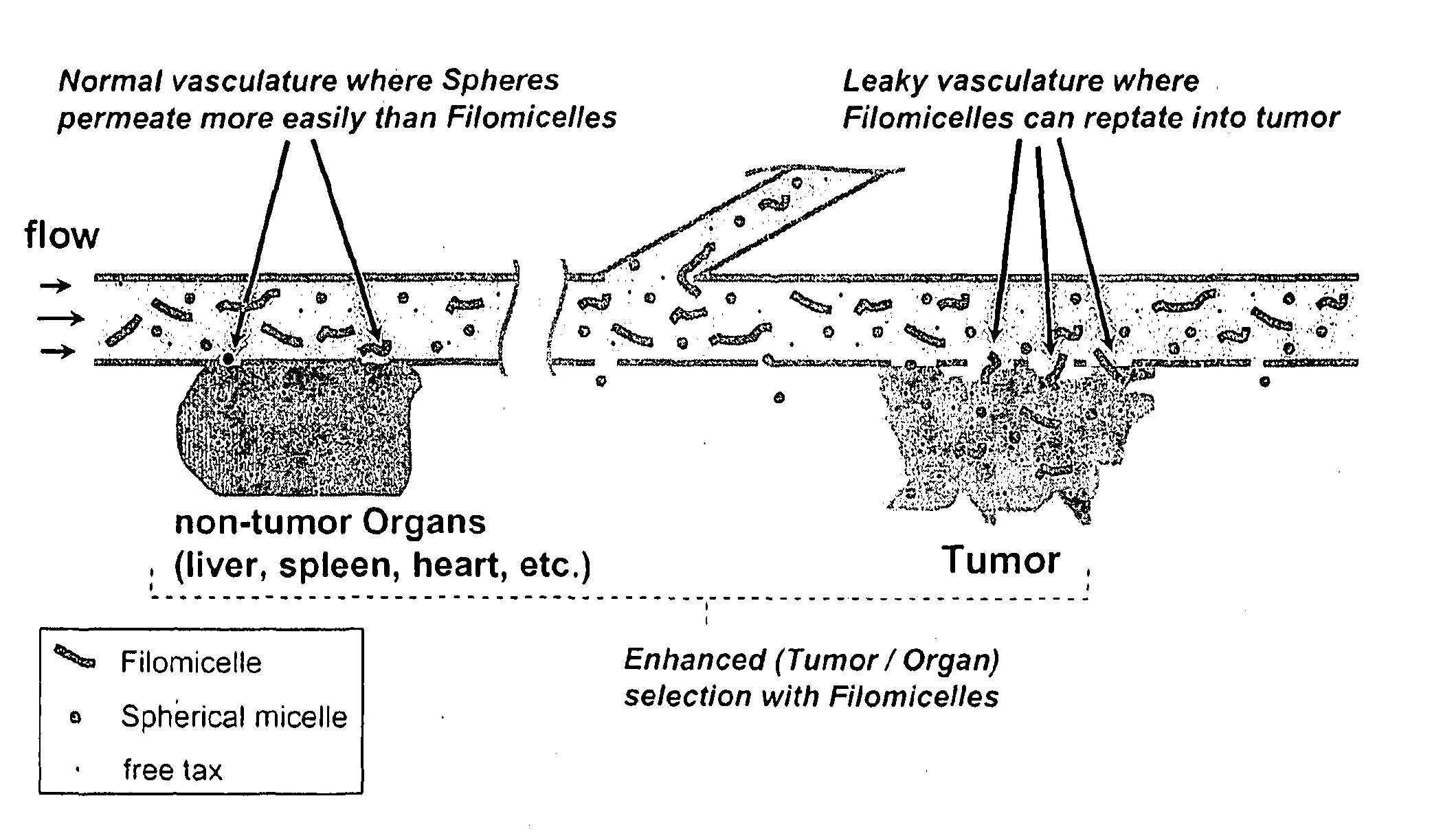Method of Treating a Tumor and Biodistribution of a Drug Delivered by Worm-Like Filomicelles