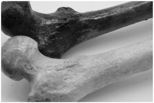 Preservation of Bone Specimens by Using Vacuum Impregnation Technology