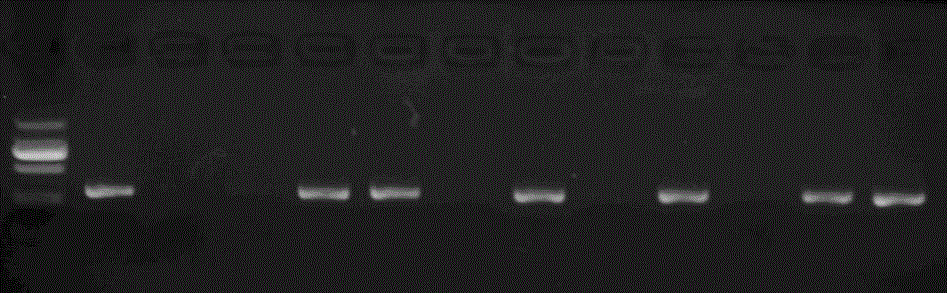 Method for preparing soluble penaeus chinensis SWD antibacterial peptide through yeast recombinant expression