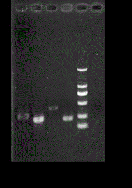 Method for preparing soluble penaeus chinensis SWD antibacterial peptide through yeast recombinant expression