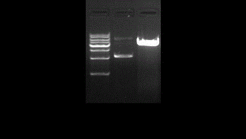 Method for preparing soluble penaeus chinensis SWD antibacterial peptide through yeast recombinant expression