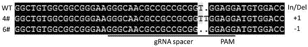 Corn transcription factor ZmbHLH167 and application thereof