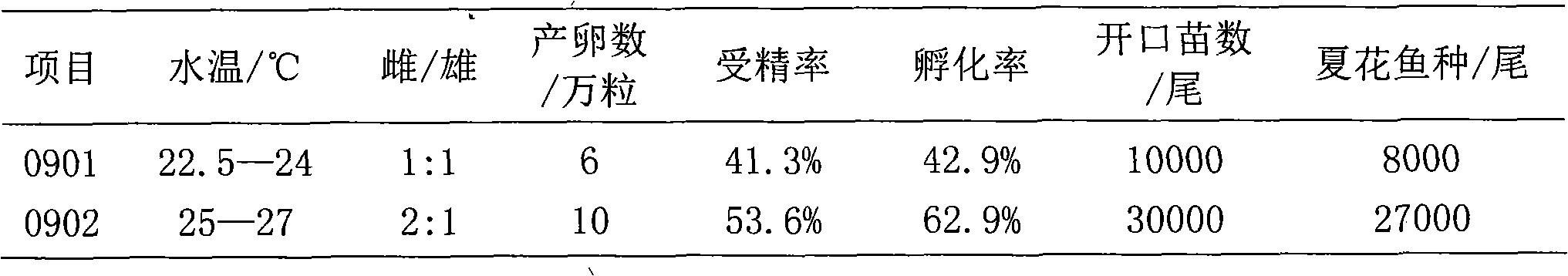 Siniperca chuatsi and siniperca kneri hybridization and culture method