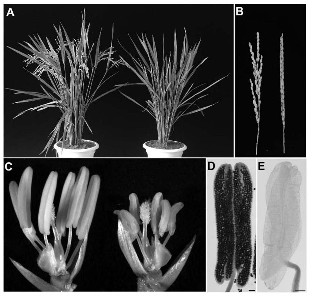 Application of lepto1 and its encoded protein in rice fertility control