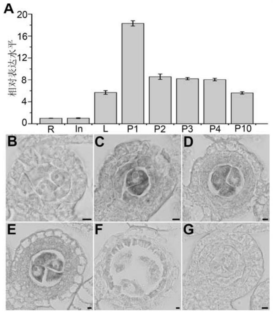 Application of lepto1 and its encoded protein in rice fertility control