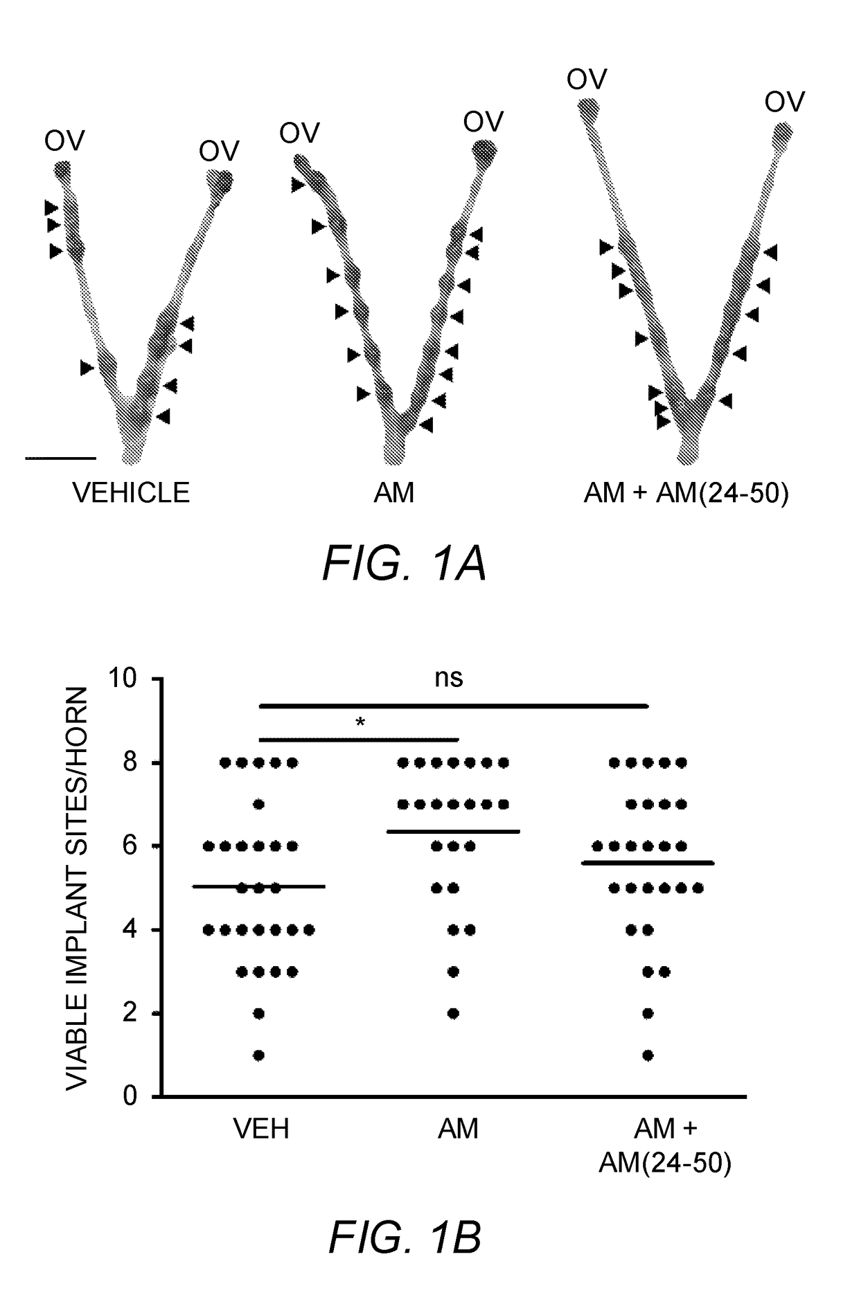 Adrenomedullin therapy to improve fetal implantation