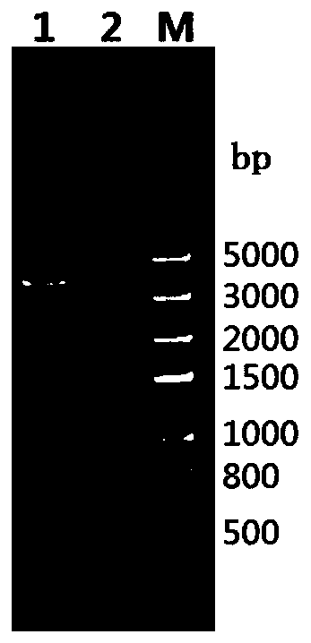 Antibacterial peptide ID13 as well as preparation method and application thereof