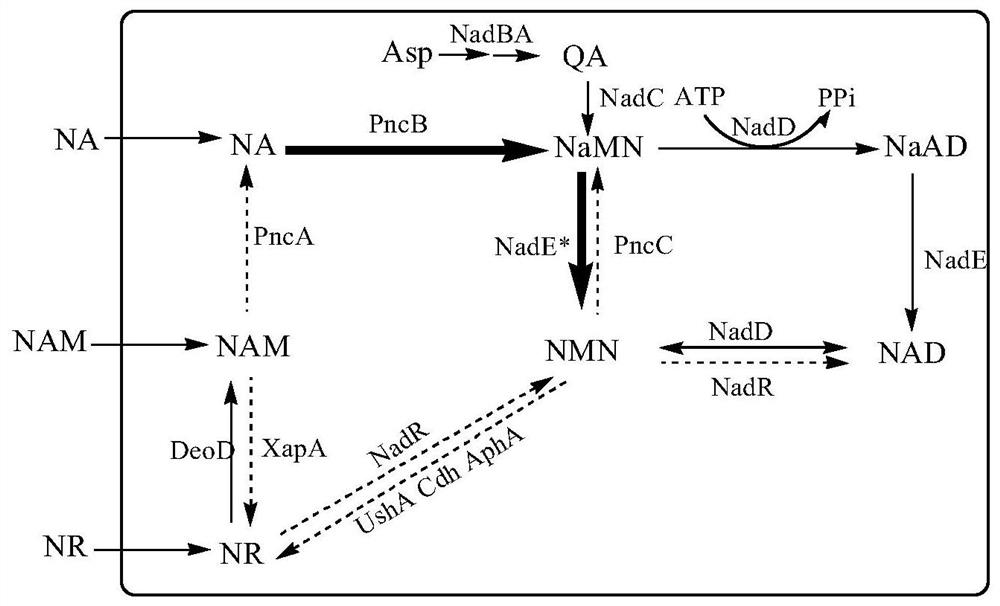 Novel recombinant microorganism with NMN synthesis path and production method