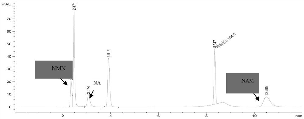 Novel recombinant microorganism with NMN synthesis path and production method