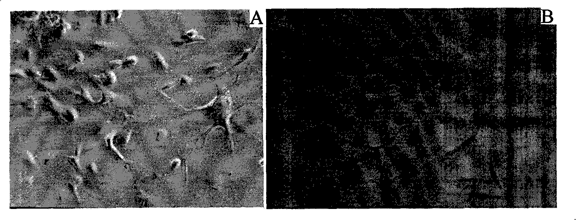 Analogue model of skin with pigments for selecting stripping agent and construction method thereof
