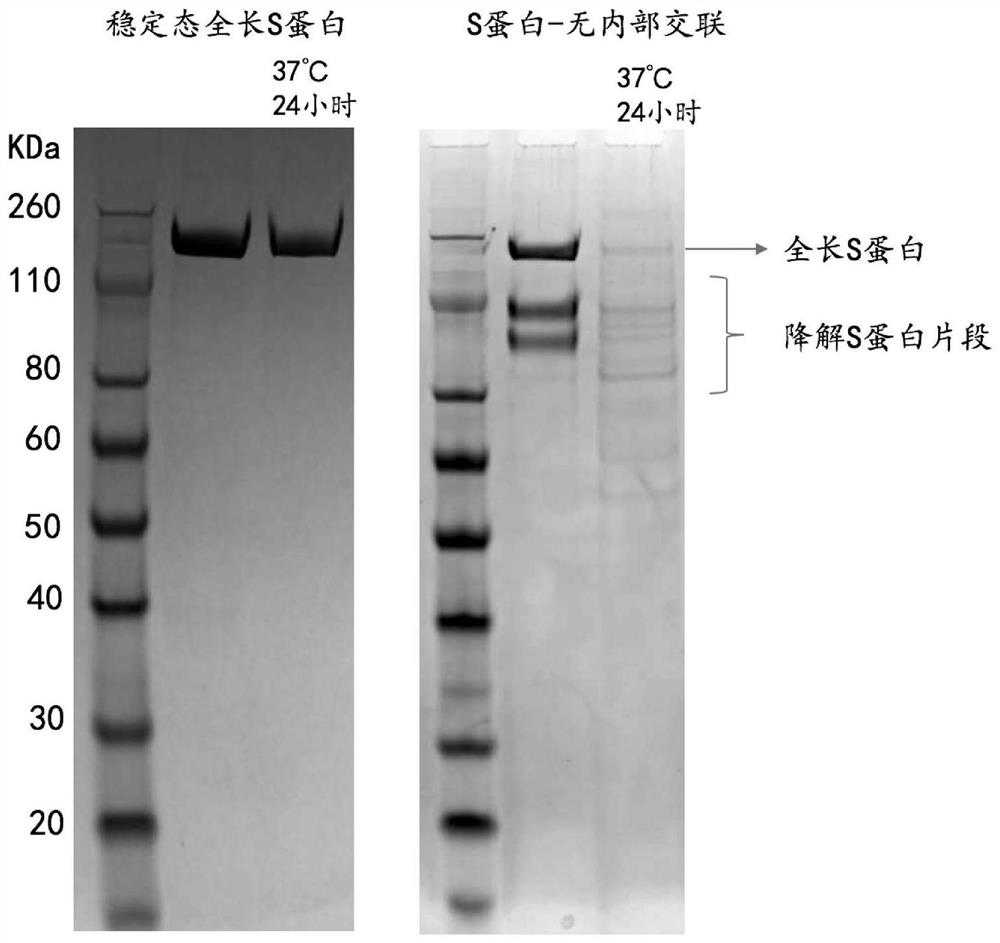 High-stability novel coronavirus spike protein, related biological material, application of related biological material, detection test paper and detection kit