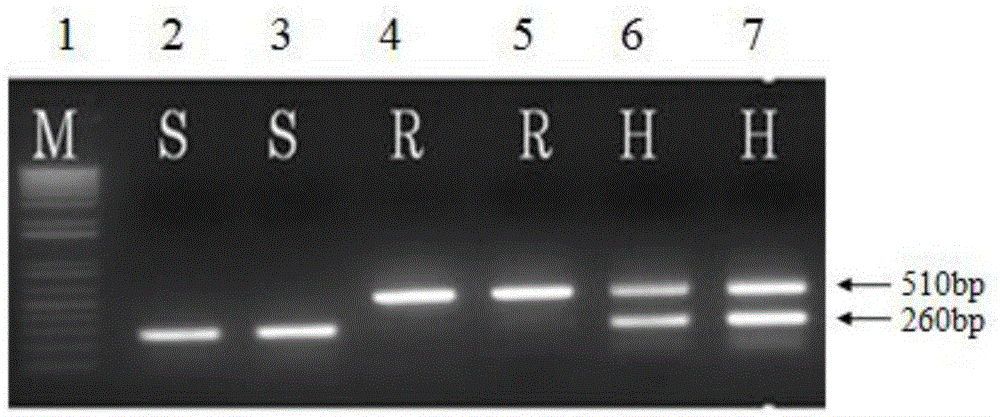 InDel molecular marker based on TYLCV (tomato yellow leaf curl virus) resistance gene Ty-3