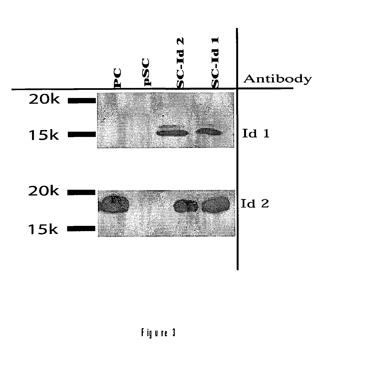 Modified cells expressing a protein that modulates activity of bHLH proteins, and uses thereof