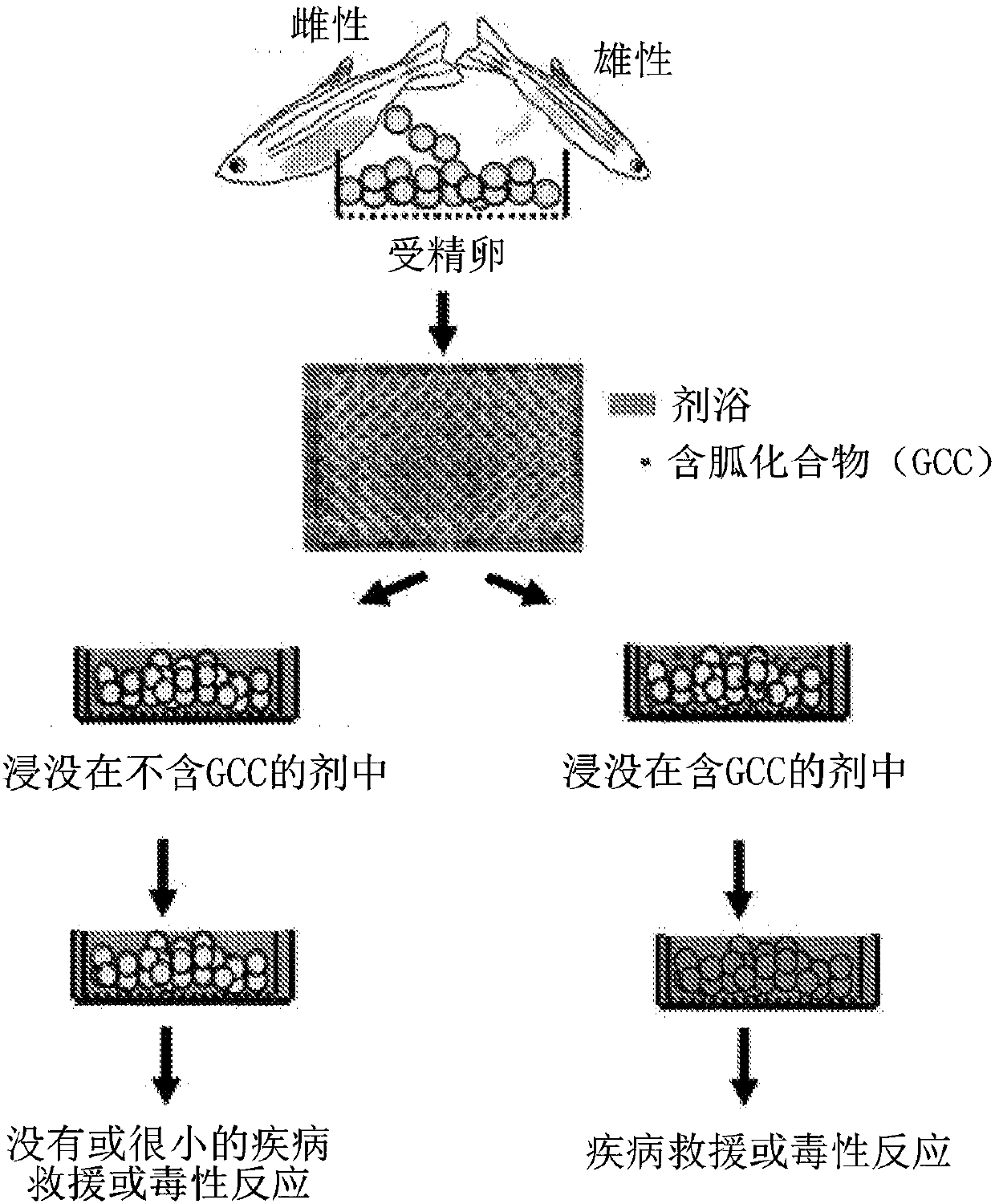 Methods of agent delivery into eggs of egg-producing aquatic animals