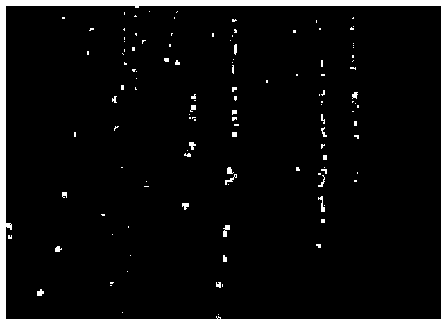 Serratia rubidaea with growth-promoting effect and application of serratia rubidaea