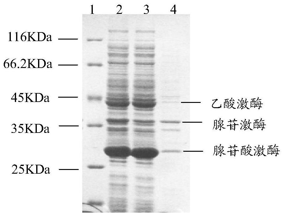 A recombinant expression vector, recombinant expression host and method for synthesizing adenosine triphosphate