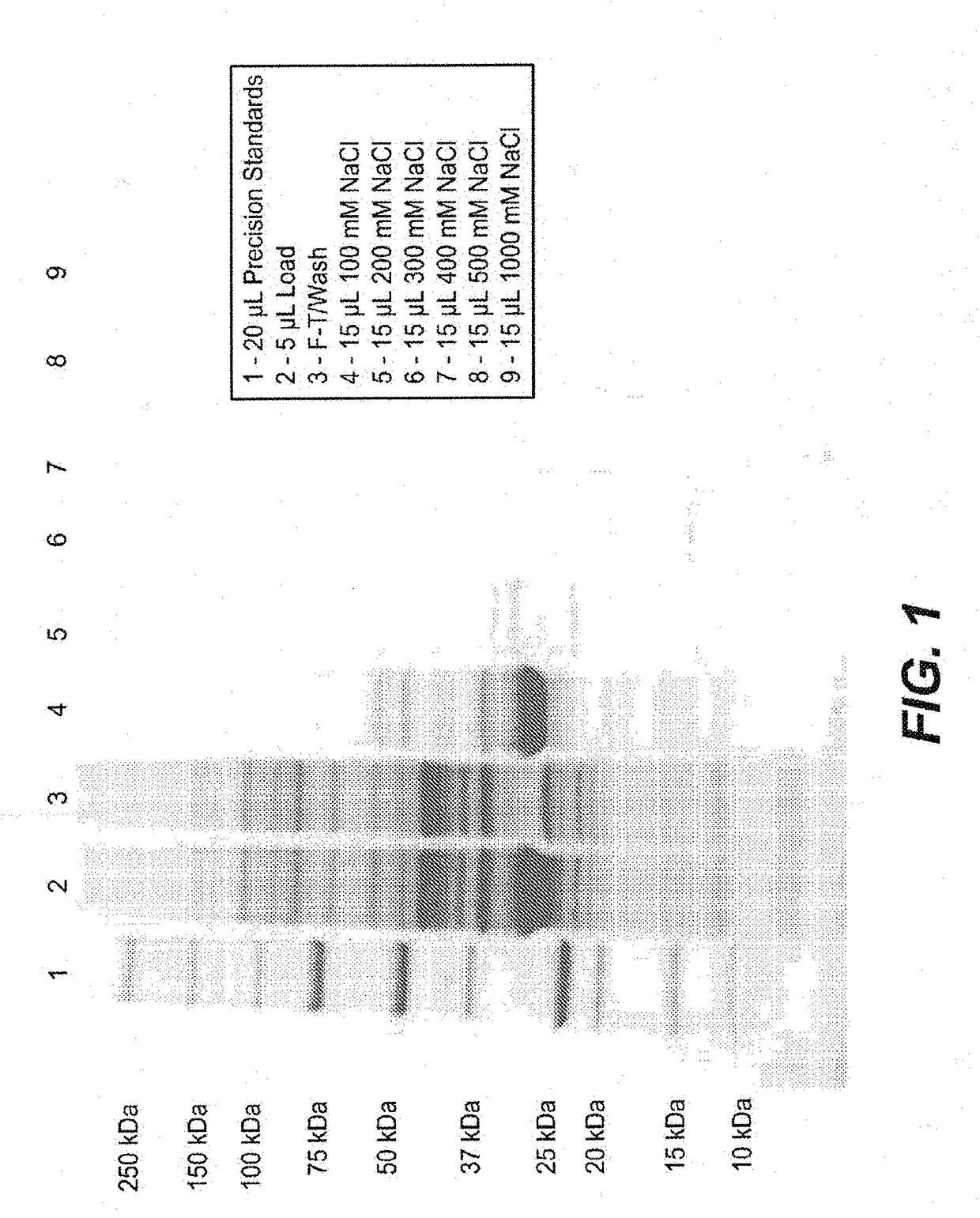 Purification of fkpa  and uses thereof for producing recombinant polypeptides