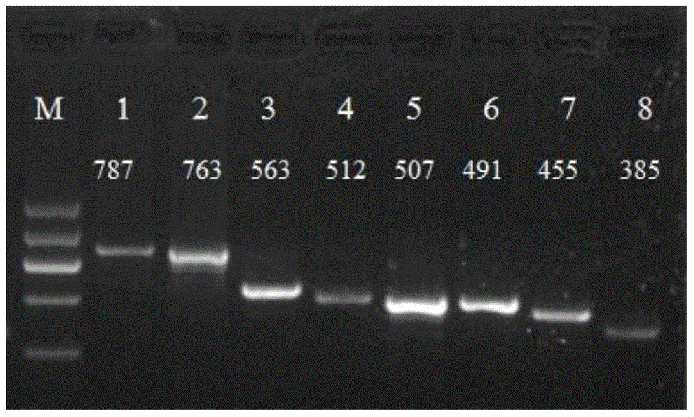 PCR method for tracking source identification of origin components of eight kinds of animals