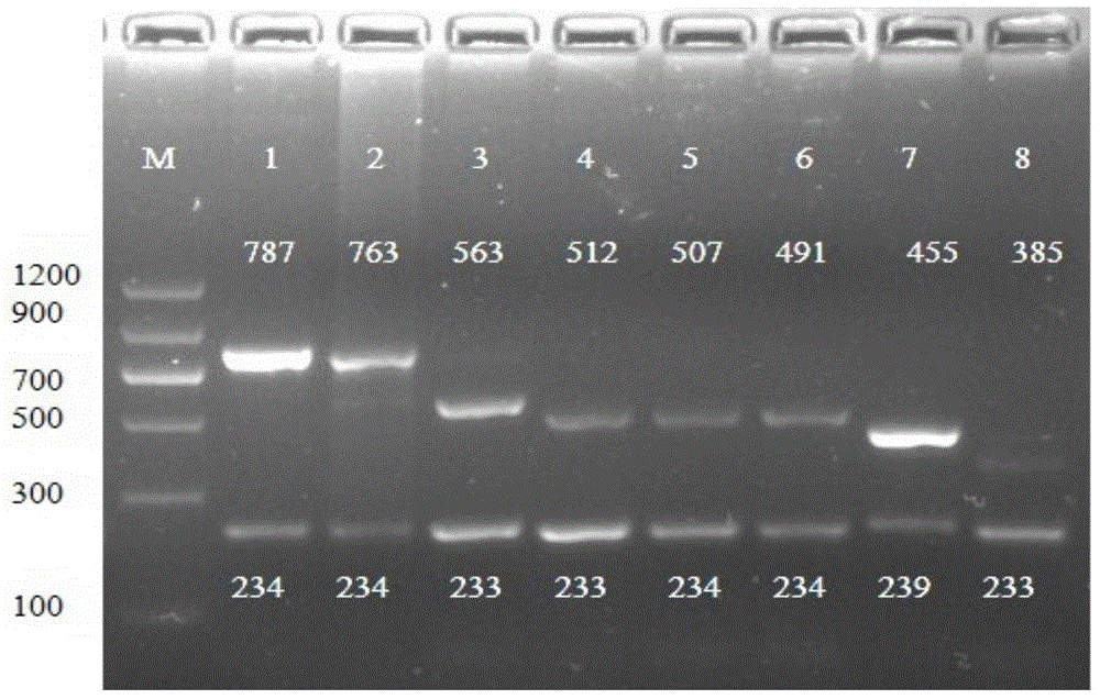 PCR method for tracking source identification of origin components of eight kinds of animals