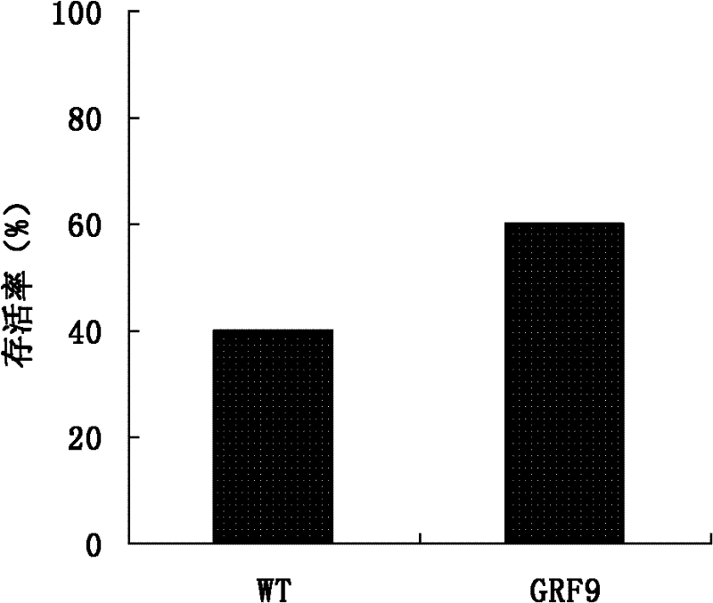 Stress tolerance related 14-3-3 protein GRF9 and application thereof
