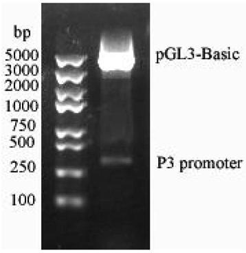 Novel epothilone biosynthetic gene P3 promoter as well as preparation method and application thereof
