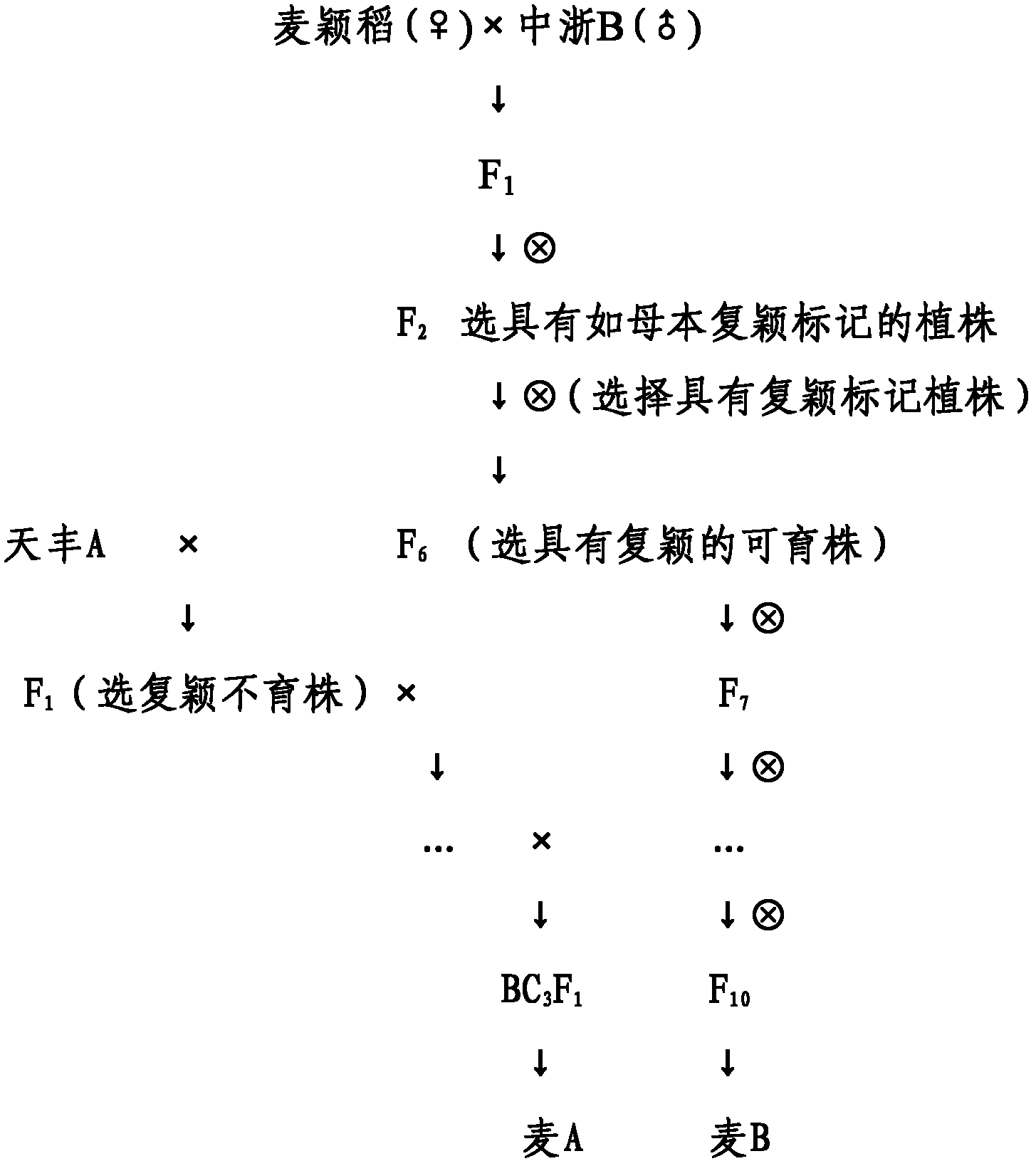 Breeding method for hybrid rice three-line male sterile line with recessive marker and application thereof