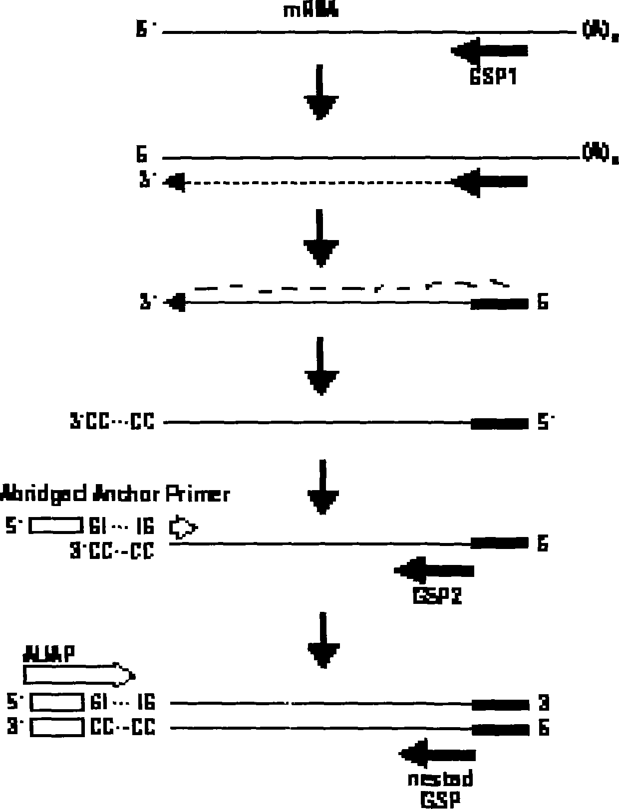 Medicago sativaL drought resistance and salt tolerance gene