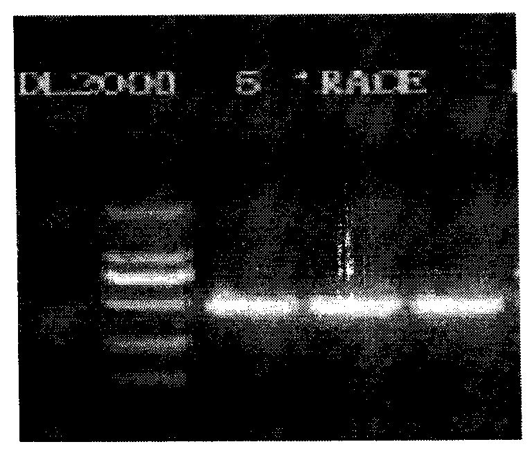 Medicago sativaL drought resistance and salt tolerance gene