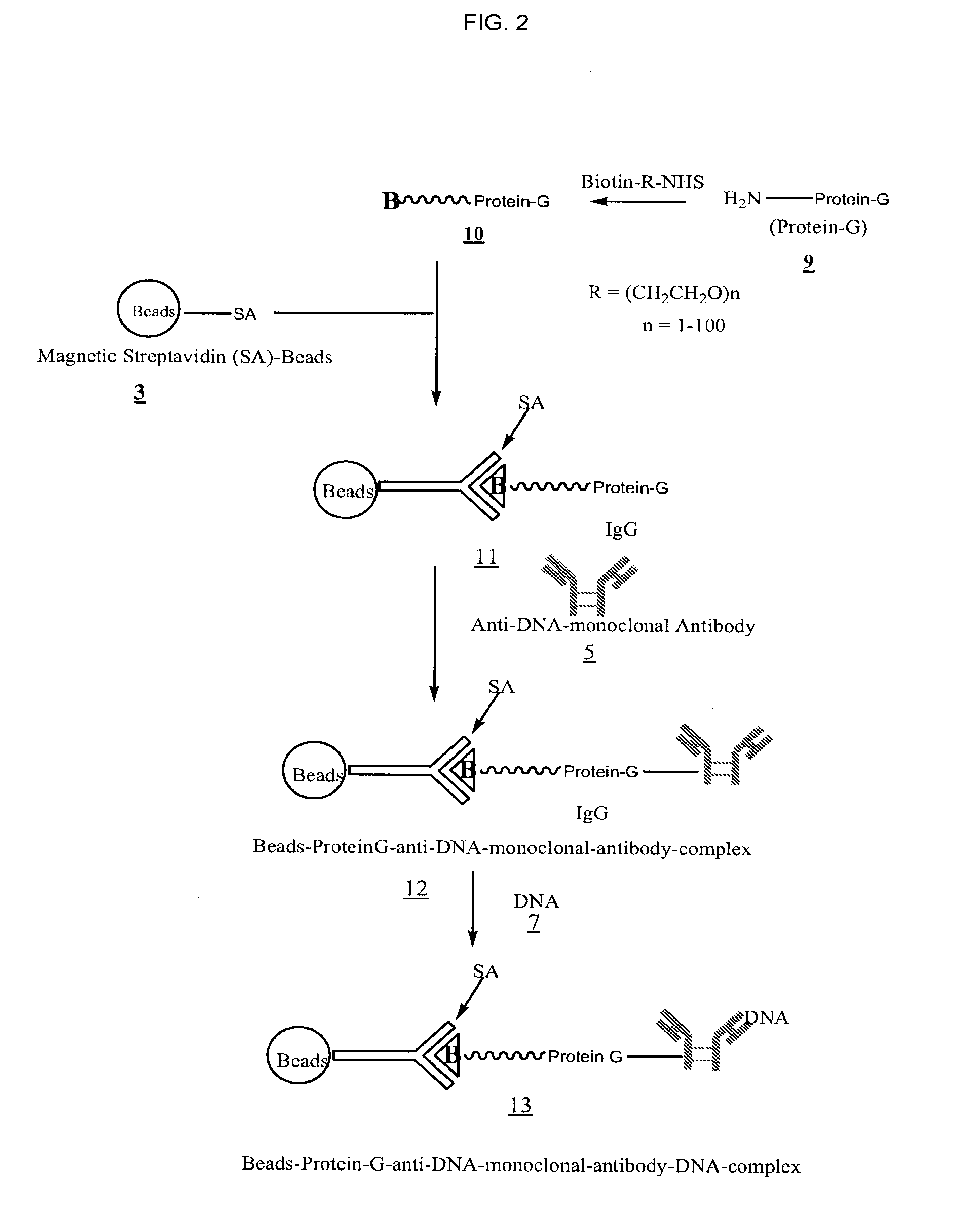 Method for isolating cell free apoptotic or fetal nucleic acids