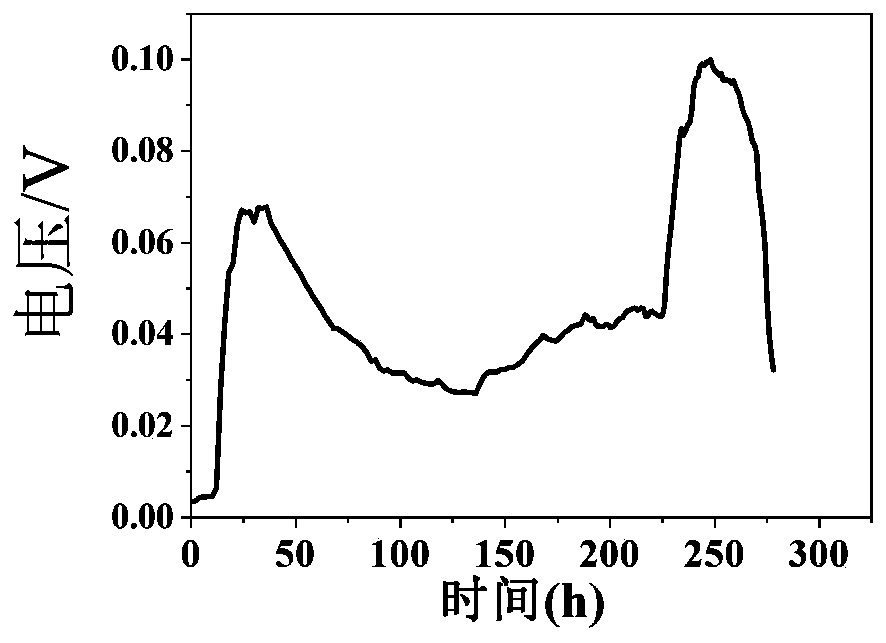 Shewanella algae scs-1 and application thereof in microbial electrogenesis