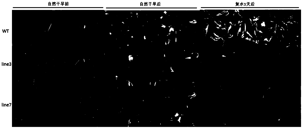 Specific DNA fragment com58276 and application thereof to adjustment and control of stress resistance of plants