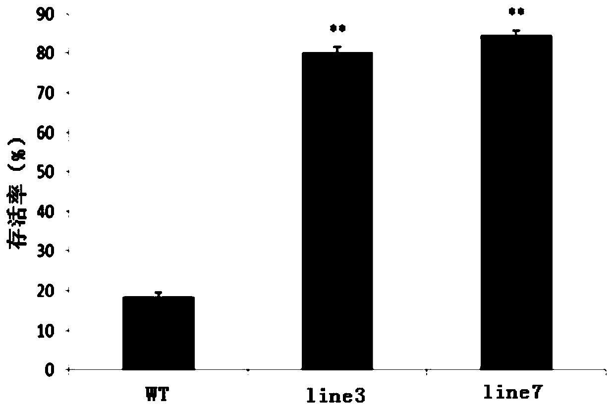 Specific DNA fragment com58276 and application thereof to adjustment and control of stress resistance of plants