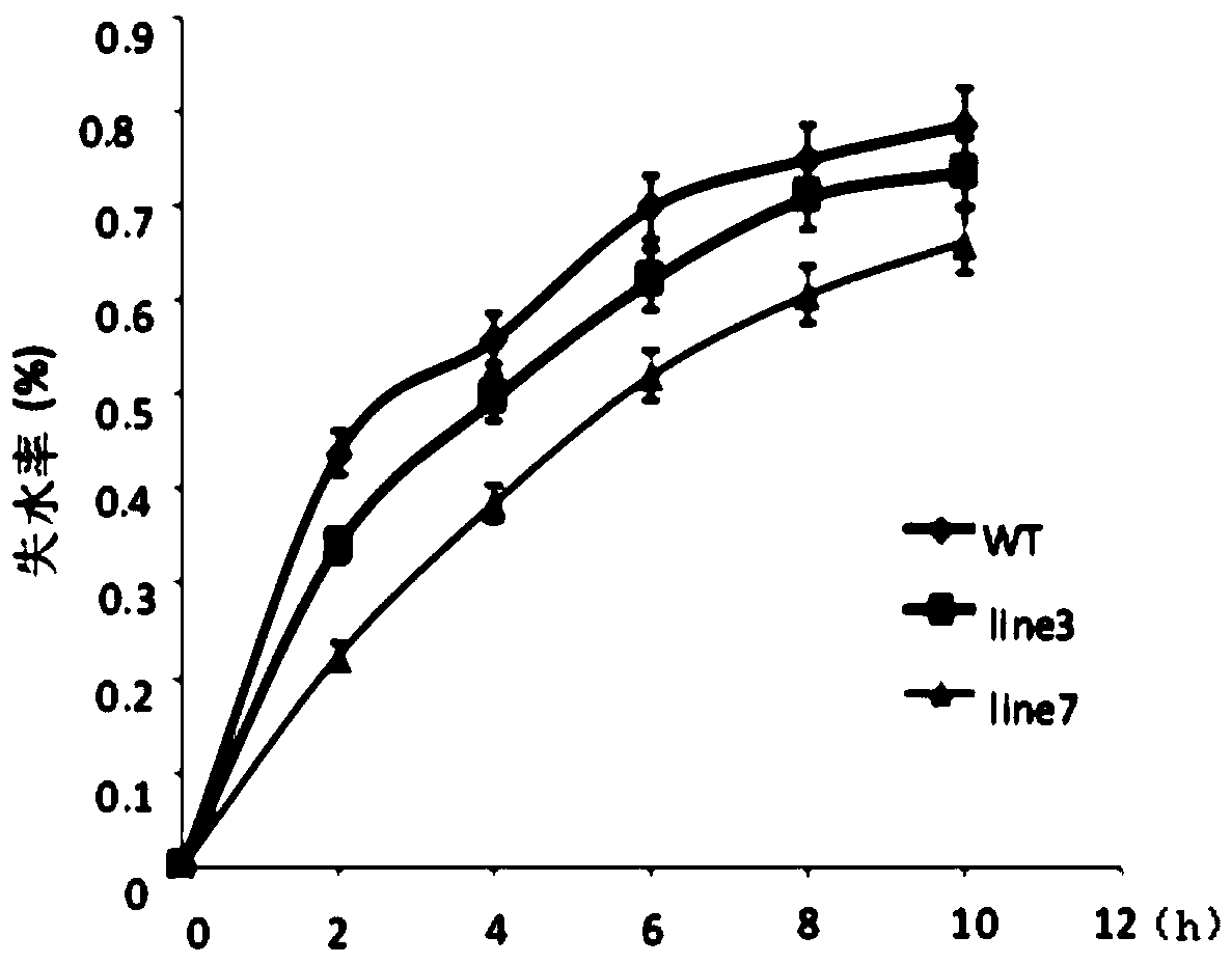 Specific DNA fragment com58276 and application thereof to adjustment and control of stress resistance of plants