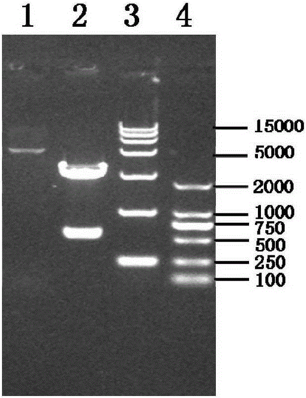 Artificially synthesized polyepitope gene of porcine reproductive and respiratory syndrome virus and its application