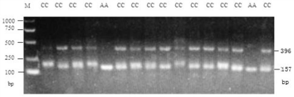 A Genetic Marker Using lrp10 Gene as Eye Muscle Area and Backfat Thickness in Dahe Black Pig