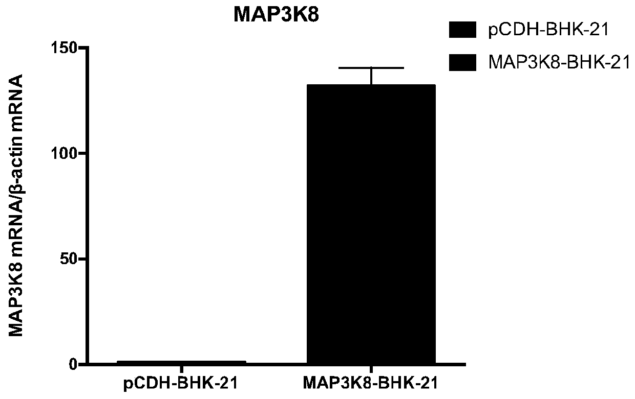 Bhk-21 cell line stably expressing map3k8 protein and its construction and application