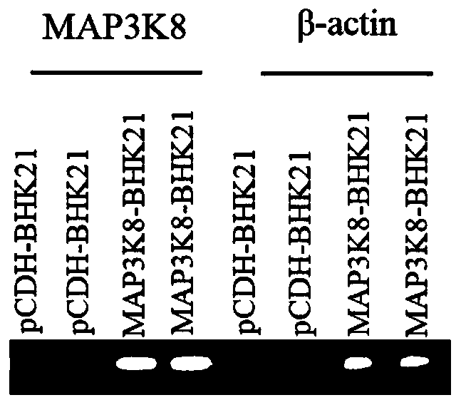 Bhk-21 cell line stably expressing map3k8 protein and its construction and application