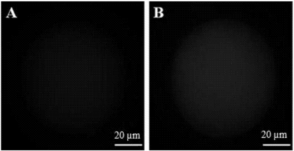 Method for regulating and controlling calcium ion concentration of vitrification frozen bovine oocytes