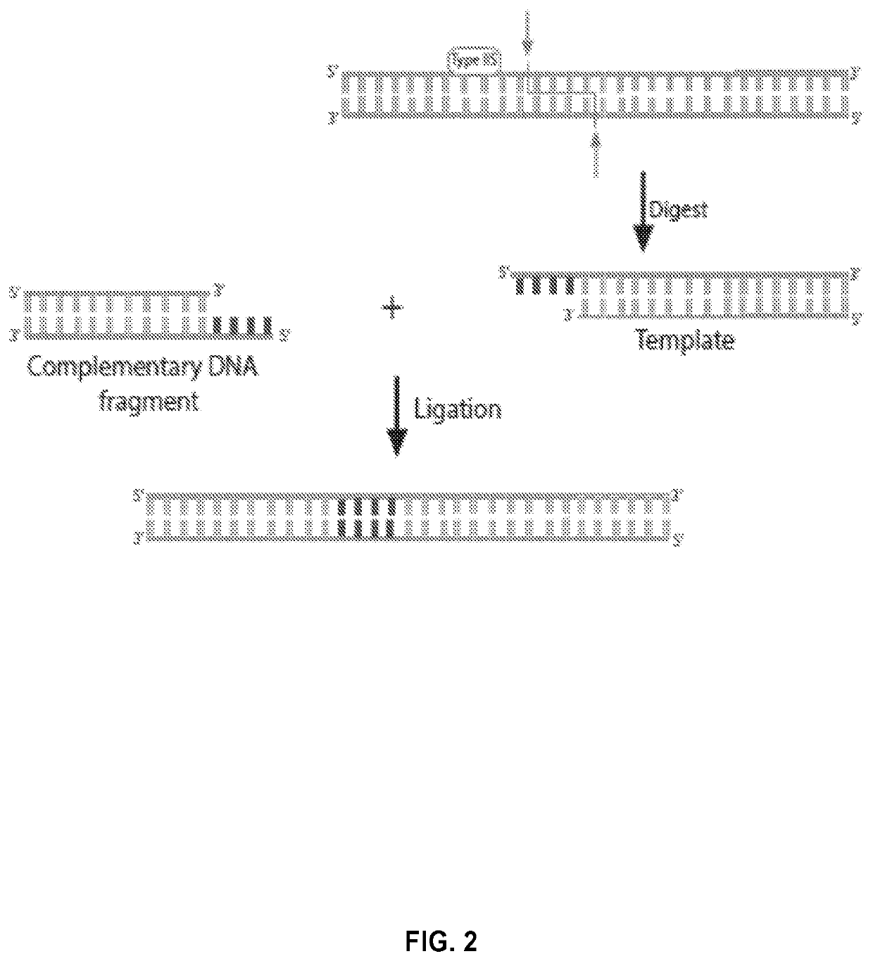 Novel systems, methods and compositions for the direct synthesis of sticky ended polynucleotides
