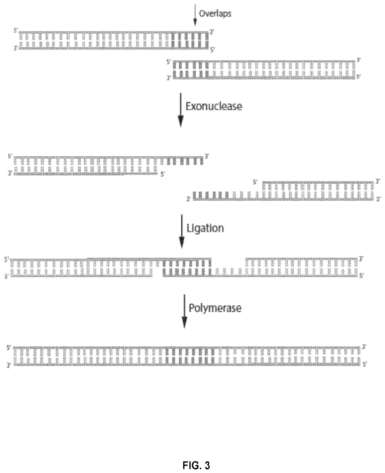 Novel systems, methods and compositions for the direct synthesis of sticky ended polynucleotides