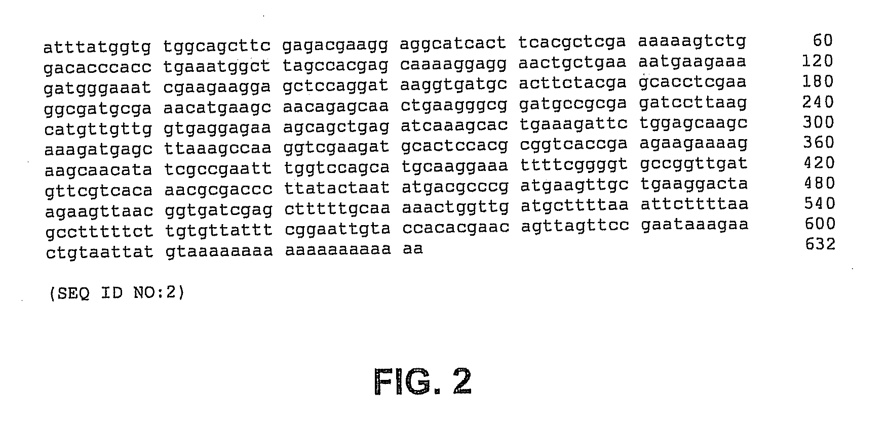 Methods, devices, kits and compositions for detecting roundworm