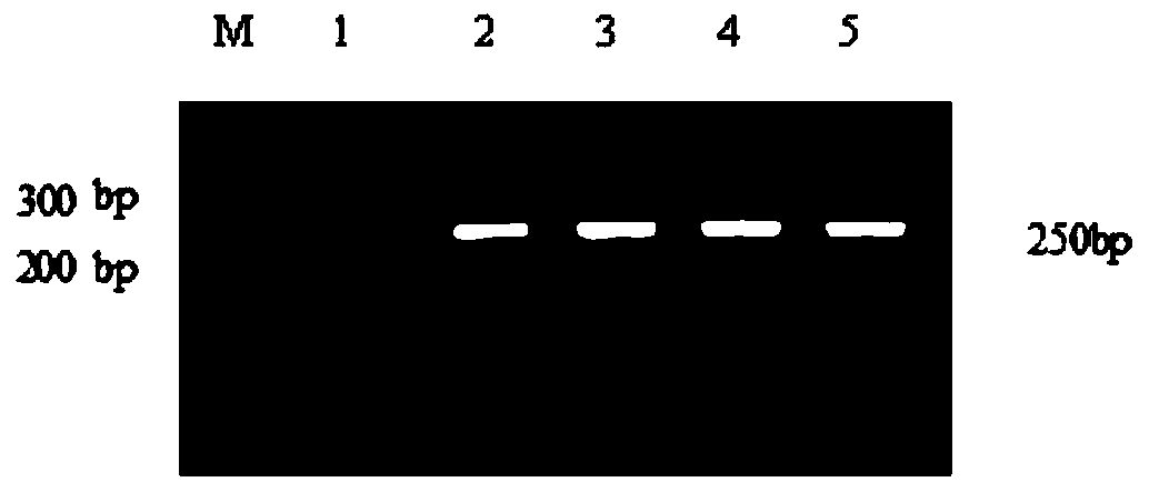 Recombinase polymerase amplification (RPA) primers and method used for detecting bacillus anthracis