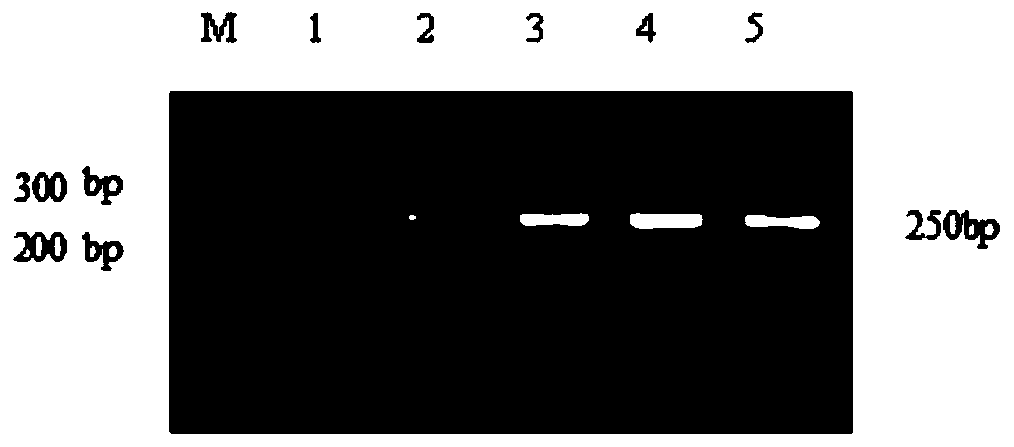 Recombinase polymerase amplification (RPA) primers and method used for detecting bacillus anthracis